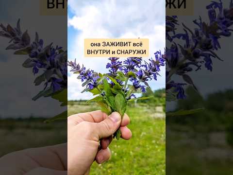 Видео: Живучка - заживит всё внутри и снаружи #травы #лекарственныетравы #травник #дикоросы