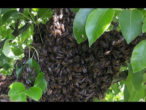 Видео: Роение пчел