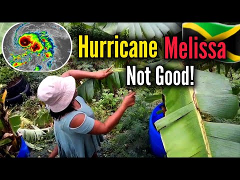 Видео: Ураган Мелисса 🌀 сегодня опустошит Ямайку! Приготовьтесь к самому сильному урагану в истории