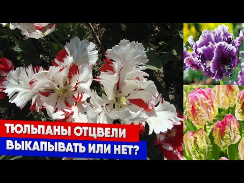Видео: Тюльпаны отцвели выкапывать или нет?