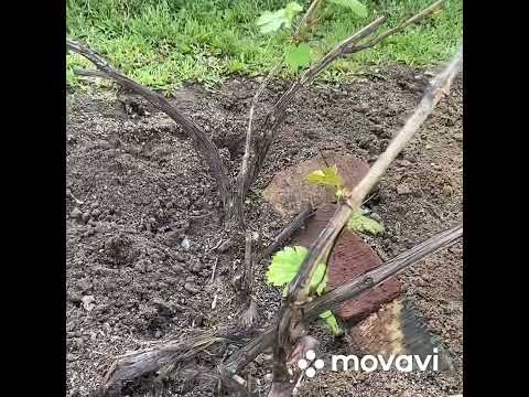 Видео: Виноград в Удмуртии июнь 2022