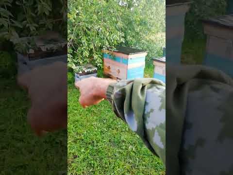 Видео: Цены на мёд, злые пчёлы. Обо всем понемножку