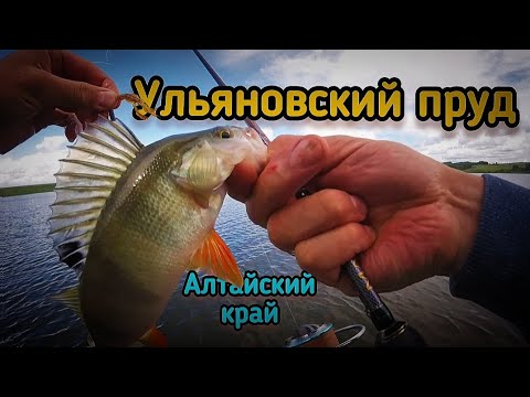 Видео: Микроджиговый рай: знакомство с новым озером! Рыбалка с ночёвкой на пруду Ульяновский🔥🎣