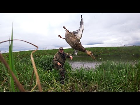 Видео: ОХОТА НА УТКУ С ПОДХОДА.ТАКИЕ ПОДХОДЫ БОЛЬШАЯ РЕДКОСТЬ