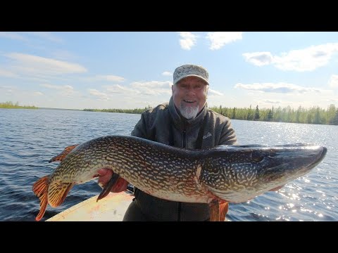 Видео: Пошумим, или как поймать трофей! Невероятно!