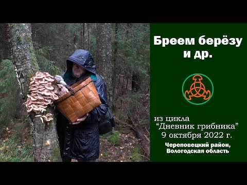 Видео: Бреем берёзу и др. Дневник грибника 9 октября 2022 года.