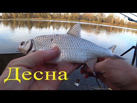 Видео: ДЕСНА. Плітка. Приїхав🚲Дядько Богдан і риболовля🎣почалась...