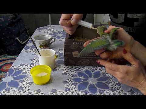 Видео: Неразлучники : кормление малышей.