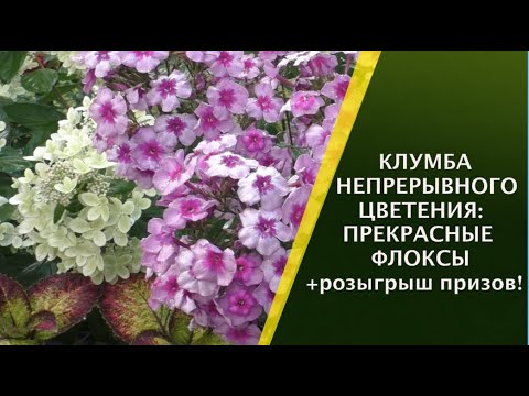 Видео: КАК ПРАВИЛЬНО УХАЖИВАТЬ ЗА ФЛОКСАМИ И КАК ДОБИТЬСЯ  ОТ НИХ НЕПРЕРЫВНОГО ЦВЕТЕНИЯ!