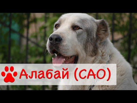 Видео: Алабай | Среднеазиатская овчарка | Все о породе