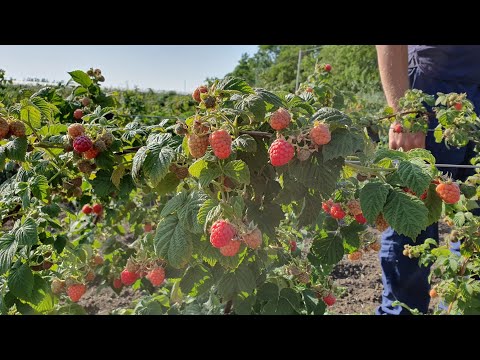 Видео: Обзор летнего сорта малины Глен Файн. Малина у которой одни плюсы!!!Для дома и для дачи👍