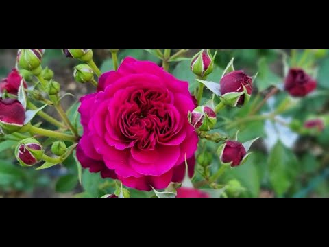 Видео: Троянди з назвами, перша хвиля квітування 2022р., 1 частина