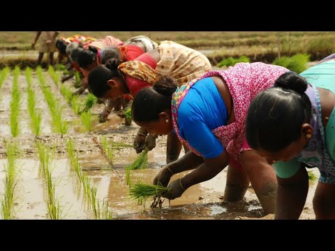 Видео: Как индусы выращивают Рис!Рисовые поля!РИС для Плова!ИНДИЯ.How Indians Grow Rice!RICE for Plov!INDIA