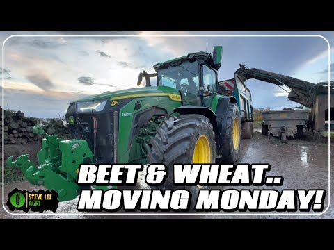 Видео: НАЧИНАЕМ НЕДЕЛЮ АКТИВНО! ПШЕНИЦА УХОДИТ, А СВЁКЛА ПРИБЫВАЕТ!