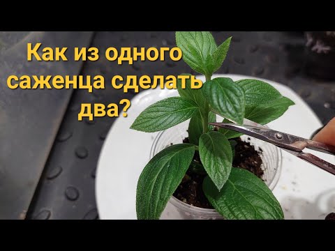 Видео: Зачем нужна прищипка и что такое перечеренковка?