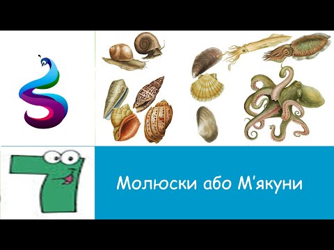 Видео: Молюски