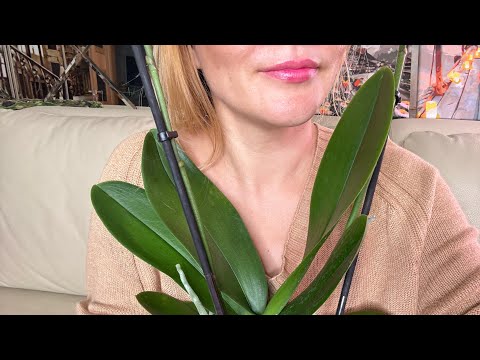 Видео: Мечты сбываются! ❤️ Не думала что одно орхидейное видео может вместить столько эмоций ❤️