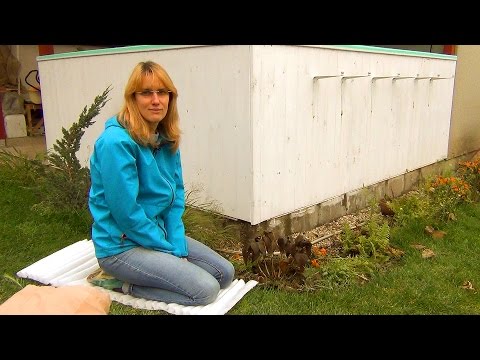 Видео: Крупнолистная гортензия. Подготовка к зиме.