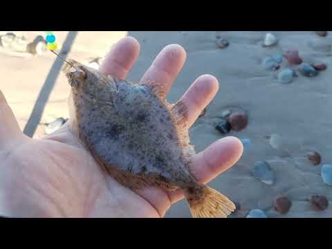 Видео: 5 ноября 2025 г.