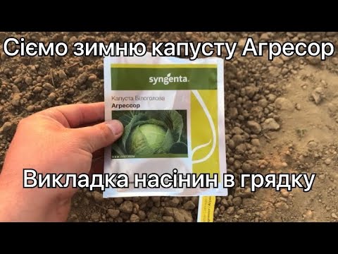 Видео: Сієм зимню капусту АГРЕСОР. Викладка насіння в грядку все від А до Я