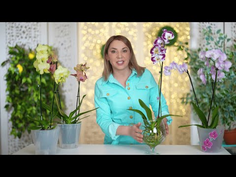 Видео: КАК ВЫРАСТИТЬ ОРХИДЕЮ БЕЗ ГРУНТА