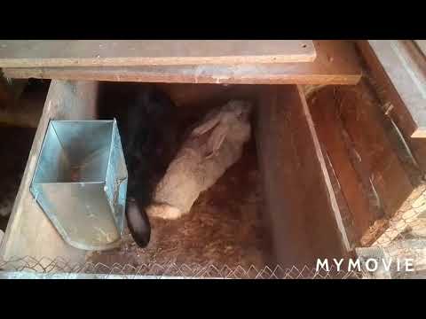 Видео: крольчиха рвет пух ,но это не подготовка к окролу .....