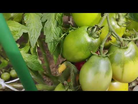 Видео: Томаты для открытого грунта. Какие сорта оказались более устойчивы к похолоданиям.
