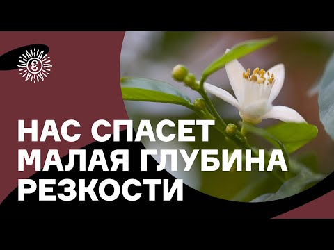 Видео: Как фотографировать цветы. Советы фотографа