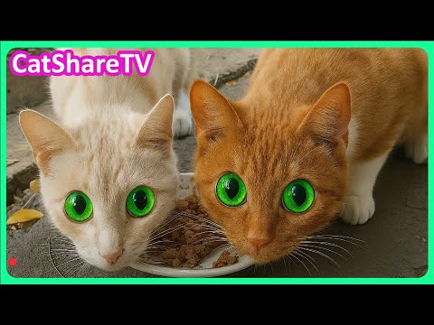 Видео: Семья Котов, Которую Невозможно Пропустить! 🔥