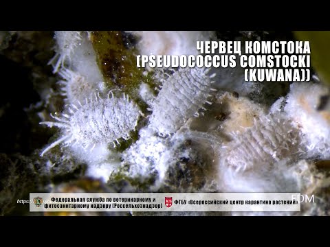 Видео: Червец Комстока (Pseudococcus comstocki (Kuwana))