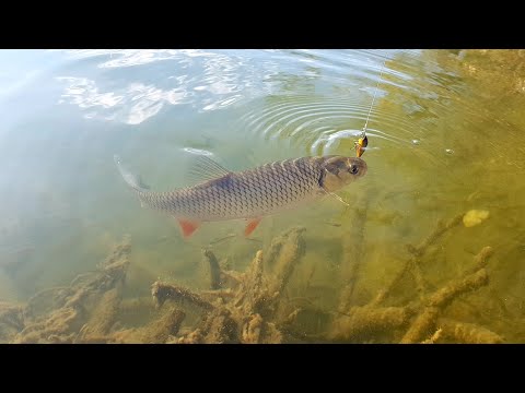 Видео: Голавль На Воблер Minnow. ОСІННЯ РИБАЛКА