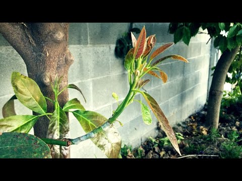 Видео: Как привить молодые деревья авокадо