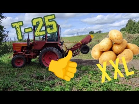 Видео: Копка картофеля трактором T-25 / potato harvesting / kopanie ziemniaków /копання картоплі