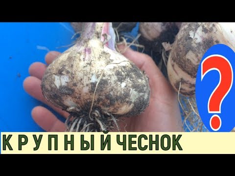 Видео: ОЧЕНЬ КРУПНЫЙ ЧЕСНОК, МУЛЬЧИРОВАНИЕ ЧЕСНОКА ОСЕНЬЮ