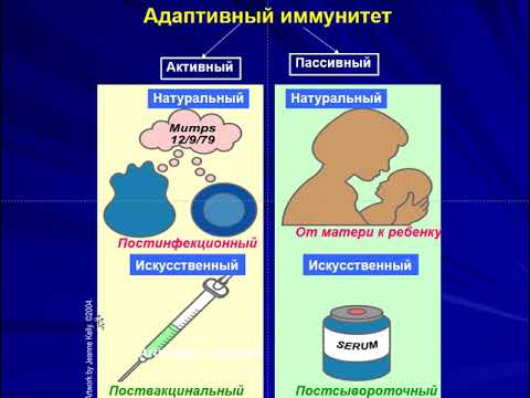 Видео: Адаптивный иммунитет. Органы иммунной системы.