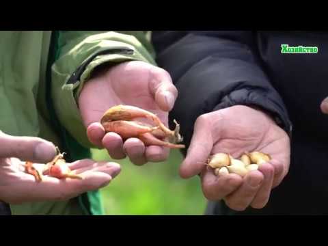 Видео: Посадка лука осенью под зиму. Севок Радар Голландия. Шалот кущевка. Тонкости посадки лука