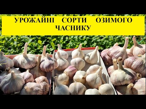 Видео: ГОТУЄМО  ДІЛЯНКУ  ПІД  ЧАСНИК.  ЯКІ  СОРТИ  ЧАСНИКУ  САДИМО