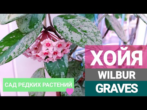 Видео: Седая красавица хойя карноза Wilbur Graves. Уход, содержание, размножение, цветение