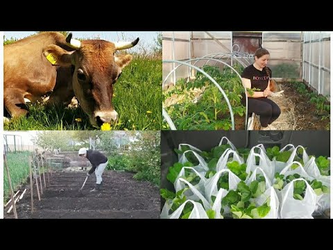 Видео: ЧТО НАТВОРИЛ МУЖ? И ЧТО С ЭТИМ ДЕЛАТЬ? 🙈🌱🌾🐄