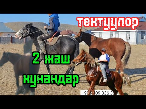 Видео: Эконун бири сатылат