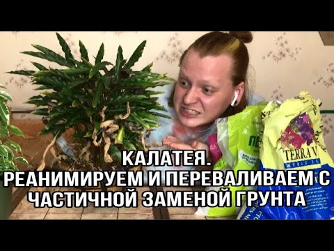 Видео: Калатея. Реанимация Калатеи после засухи и пересадка с частичной заменой грунта  в новый горшок.