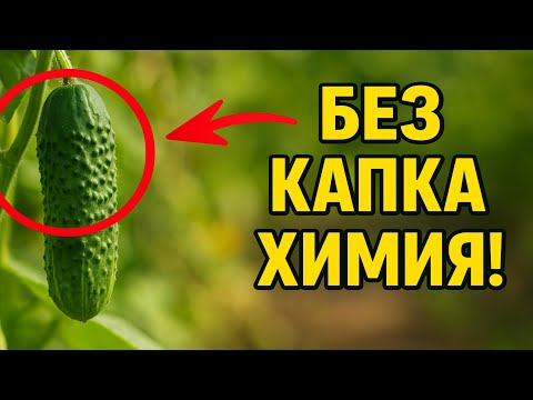 Видео: 🥒 8 Тайни за перфектни краставици: Как да ги защитим от вредители и болести БЕЗ КАПКА химия!