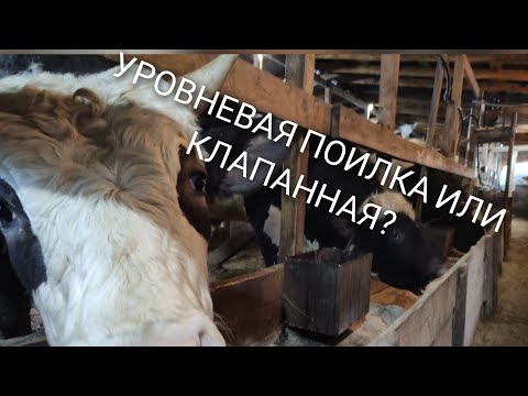 Видео: УРОВНЕВЫЕ ПОИЛКИ ПРОТИВ КЛАПАННЫХ ПОИЛОК ПЛЮСЫ И МИНУСЫ
