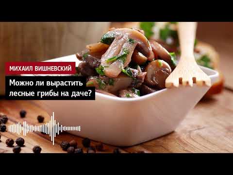 Видео: Михаил Вишневский: Можно ли вырастить лесные грибы на даче?