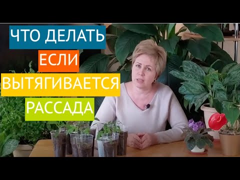 Видео: КАК ИЗБЕЖАТЬ ВЫТЯГИВАНИЯ РАССАДЫ? РОЗЫГРЫШ ПРИЗОВ!