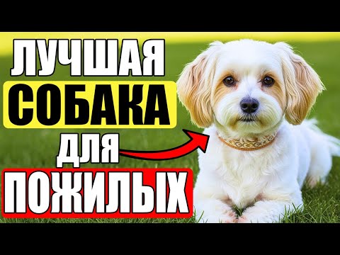 Видео: 13 пород собак ИДЕАЛЬНО ПОДХОДЯЩИХ для пожилых людей!