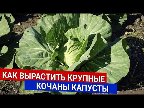 Видео: Как вырастить крупные кочаны капусты