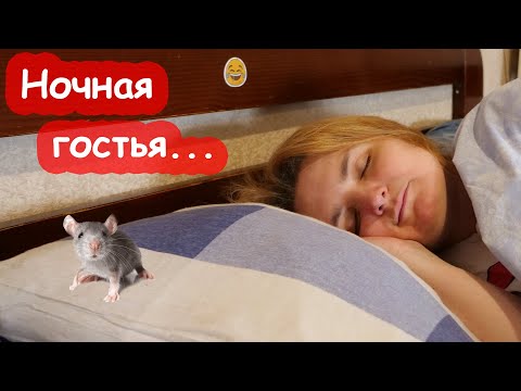 Видео: VLOG Ловлю мышь