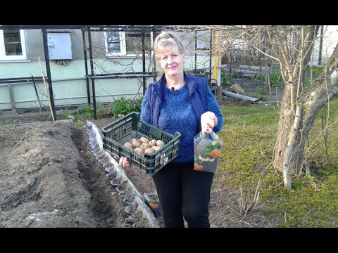 Видео: Картофель,посадка в емкости для раннего  урожая.