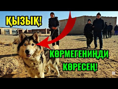 Видео: НӨКИС ИЙТ БАЗАРЫ ХӘМ ЕСКИ БУЙЫМЛАР БАЗАРЫ БАХАЛАРЫ 9-ФЕВРАЛ 2025